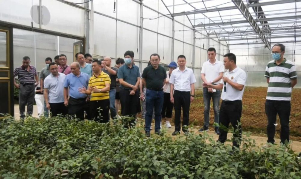 廣東省林業(yè)產業(yè)協(xié)會赴玉屏考察油茶產業(yè)，助力產業(yè)升級與市場拓展
