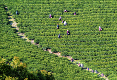 春茶與科技 宜興陽羨春茶開采與電子產品銷售的雙重節(jié)奏