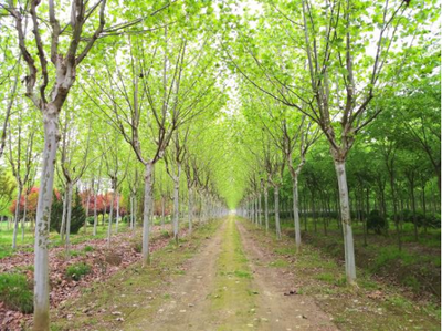 朱湖苗木蔥蘢產銷旺 電子產品銷售新機遇