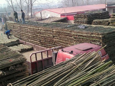 專業供應菜架竹，助力高效農業生產——文安縣永興竹品銷售處